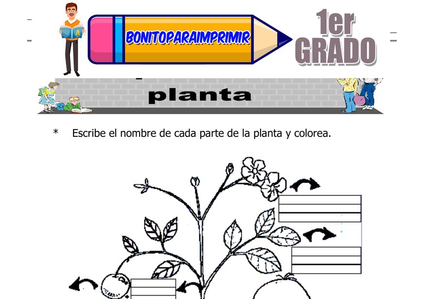 Las Partes de la Planta para Primer Grado
