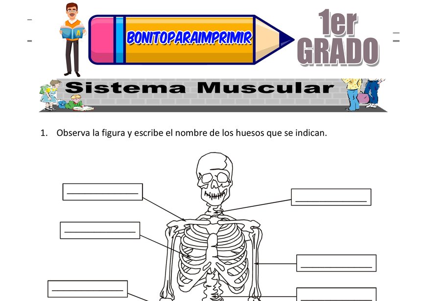Sistema Óseo y Muscular Segundo Grado de Primaria